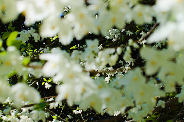 Macon, GA, USA, March25, 2025: Close up, a dogwood tree packed with white flowers.