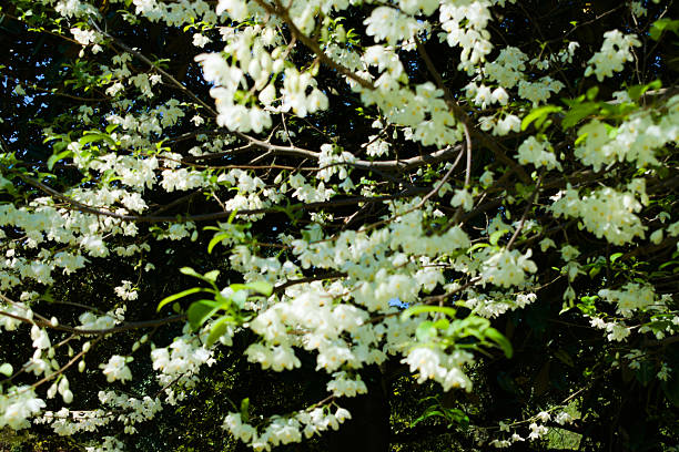Macon, GA, USA, March25, 2025: Close up, a dogwood tree packed with white flowers.
