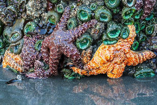 Orange starfish under shore in West Coast South Island New Zealand
