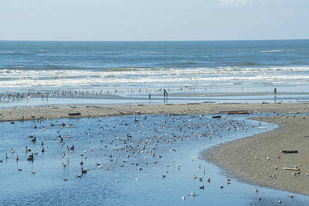 Forks, USA - August 7, 2025. Tourists walking on beach at Kalaloch Beach, Olympic National Park, Washington State, USA