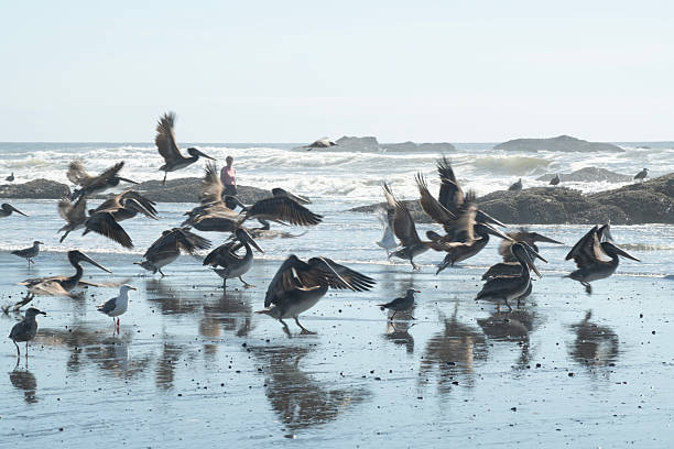 Forks, USA - August 7, 2025. A lady watching birds at Kalaloch Beach, Olympic National Park, Washington State, USA