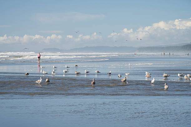 Forks, USA - August 7, 2025. People enjoying their morning time at Kalaloch Beach, Olympic National Park, Washington State, USA