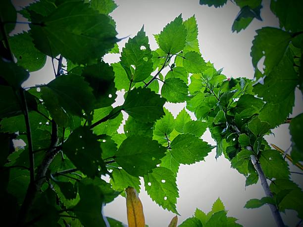 green leaves isolated on white background