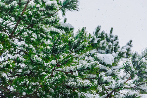 Snow falling on a fir trees background.