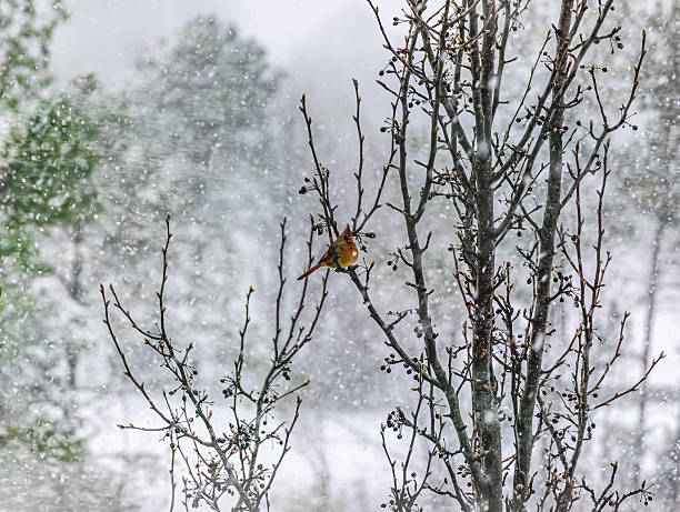 A beautiful cardinal resting on a tree while the snow falling silently.