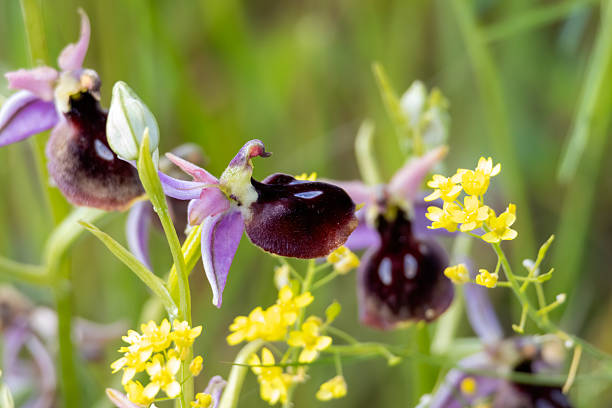 A stunning macro shot of a rare Ophrys sicula orchid covered in fresh morning dew drops, highlighting the intricate yellow and brown labellum against a soft green background.