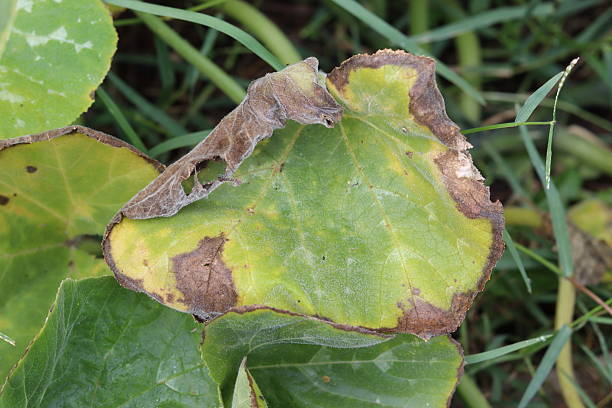 Close-up view of a pumpkin leaf during the winter season, showing natural texture and signs of seasonal change. The image reflects the impact of cold weather on garden plants and the natural life cycle of vegetation.
