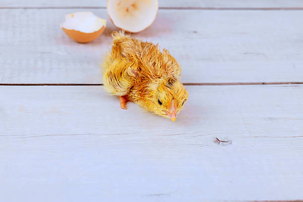 After hatching chick is emerging from an egg shell new life beginning.