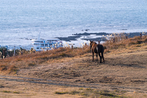 idyllic rural landscape in Udo, Jeju Island, South Korea