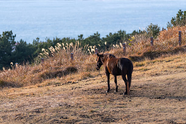 rural scene in Udo, Jeju Island, South Korea