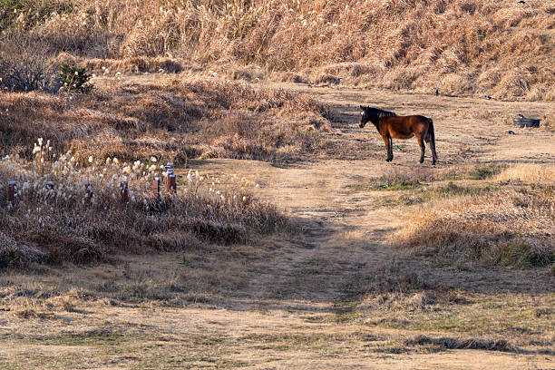 rural scene in Udo, Jeju Island, South Korea