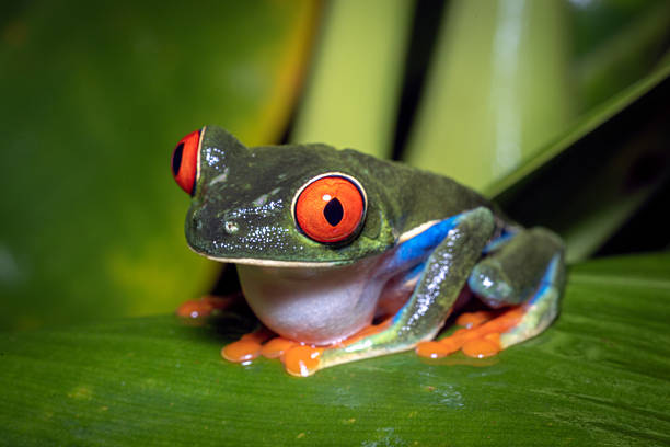 Close-up macro photograph of a red-eyed tree frog (Agalychnis callidryas) resting on a lush green leaf in a tropical rainforest. The iconic bright red eyes, vivid green body, blue flank markings, and orange toe pads are sharply detailed against a soft natural background. This image captures exotic nocturnal wildlife and highlights tropical biodiversity, making it well suited for nature, conservation, rainforest, and wildlife concepts on iStock.