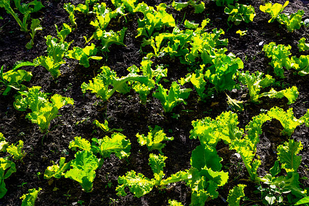 Vibrant green lettuce plants growing in garden soil.