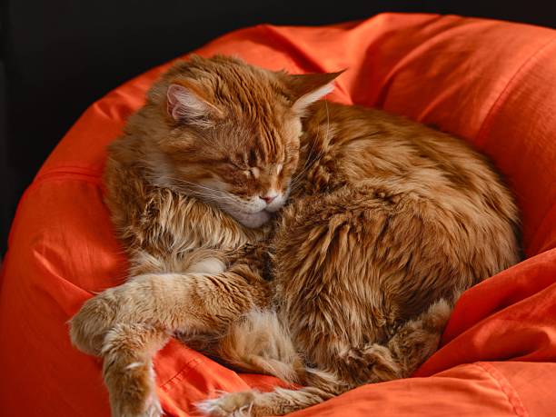 Ginger Maine Coon cat sleeping on an orange bean bag chair.