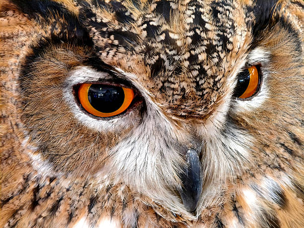Closeup eagle owl face amber eyes and mottled plumage.