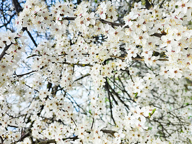 Cluster of white spring blossoms on a tree branch.