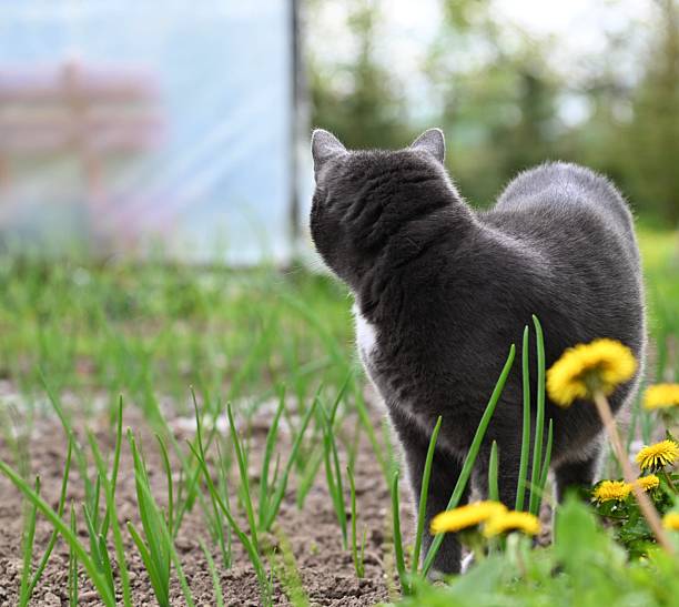 A cat in the countryside walks towards the grass.