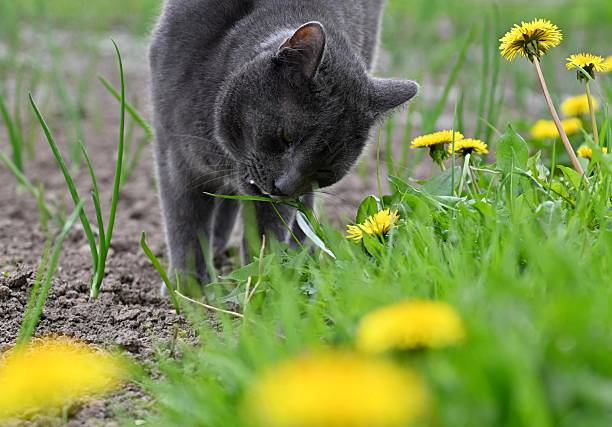 The cat in the village eats grass.