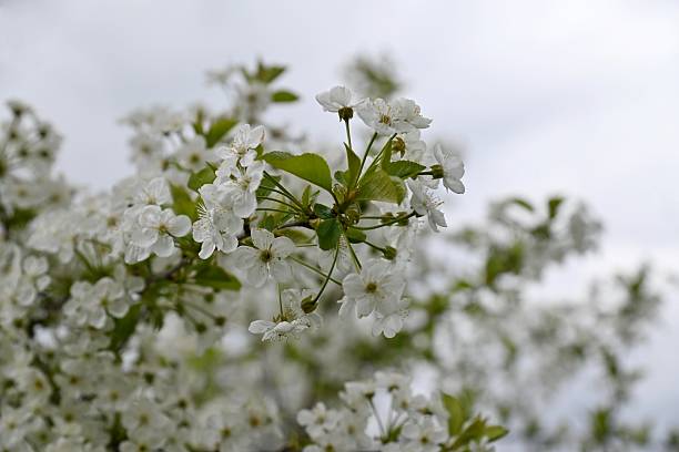 The cherry plum is blooming profusely.