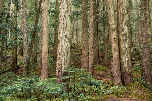 istock Pacific rainforest and mist, Whistler 2259347388