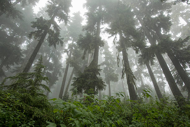 Pacific rainforest and mist, Whistler, B.C.
