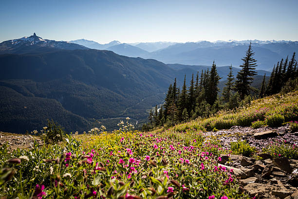 Alpine wildflowers and distant mountain peak, Black Tusk mountain in distance and valley below. Whistler, B.C.
