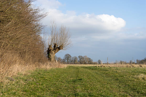 Landscape with forest edge, meadow, and pastures in spring