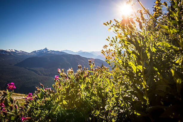 Alpine wildflowers and distant mountain peak, Black Tusk mountain in distance and valley below. Whistler, B.C.