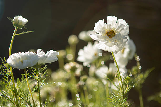 White flower blossoms backlit in sunshine, Whistler, B.C.