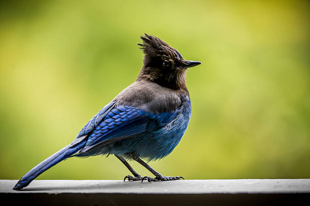 Steller's Jay on railing, Whistler, B.C.