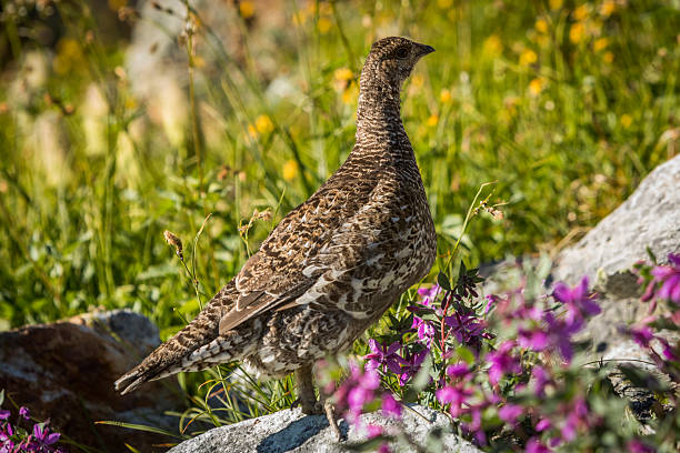 Ptarmigan in alpine environment, Whistler, British Columbia