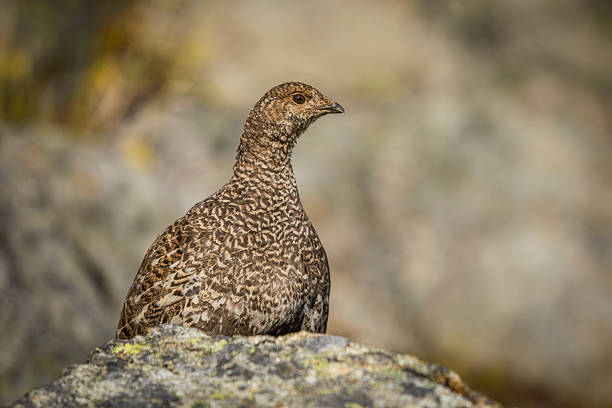 Ptarmigan in alpine environment, Whistler, British Columbia