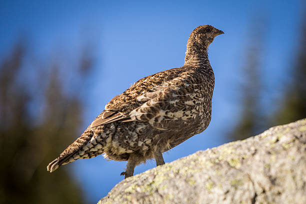 Ptarmigan in alpine environment, Whistler, British Columbia