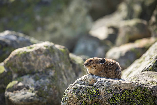 Pika sits on rock in alpine environment, Whistler, B.C.