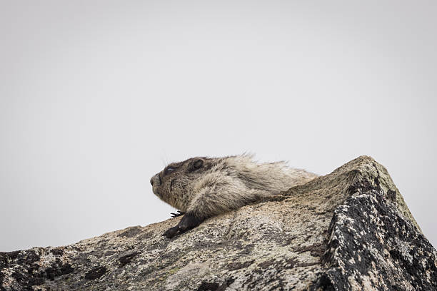close up of bobak marmot