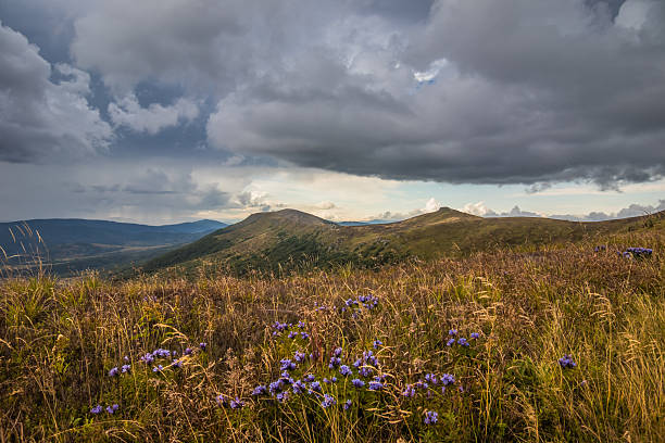 purple wildflower cluster on hillside. sunlit blooms in crisp foreground reveal stamens and nectar, tussock grass and distant blue ridges provide depth, soft