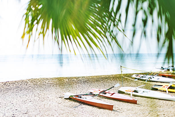 Sunlight through a palm tree at the beach with kayaks at background