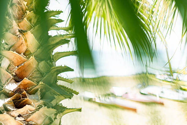 Sunlight through a palm tree at the beach with kayaks at background