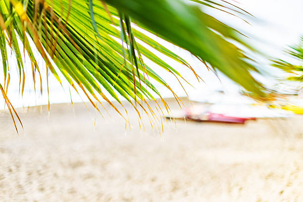 Sunlight through a palm tree at the beach with kayaks at background