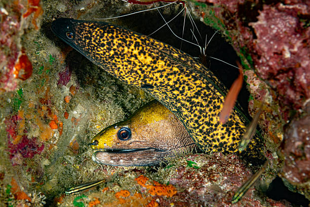 Moray Eel identification can be tricky. Gymnothorax flavimarginatus on top is quite sure. The moray behind could be a Gymnothorax undulatus. With the head only it's not more than a suggestion. Scarlet Cleaner Shrimps Lysmata amboinensis are on top. Nuku Hiva Island, Marquesas Islands, French Polynesia 8°56'14.538 S 140°7'12.804 W at 17m depth