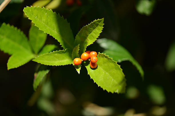With its high ornamental value from red berries Sarcandra glabra is popular for indoor gardening and landscaping This is an authentic photography