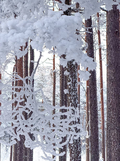 Tall trees fill the scene in a forest, their branches heavy with snow. The ground is blanketed in white. A winter day shows the beauty of nature in cold weather.