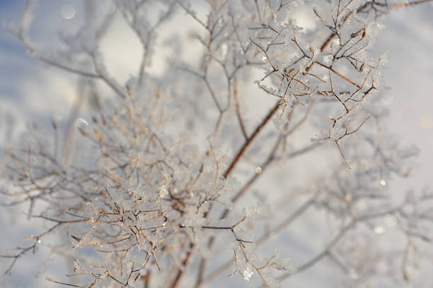 branches covered with snow on winter sunny day with beautiful light. Winter. Snow crystals on plant branches on a sunny day.