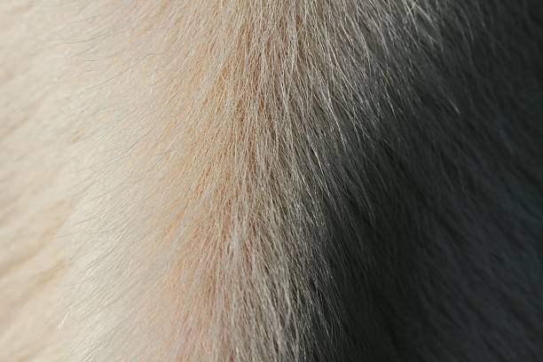 Natural live calfskin with hair.