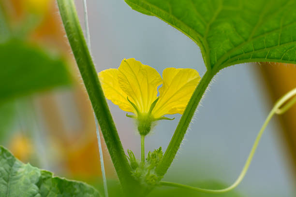 Cucumber plant grow in a greenhouse.
