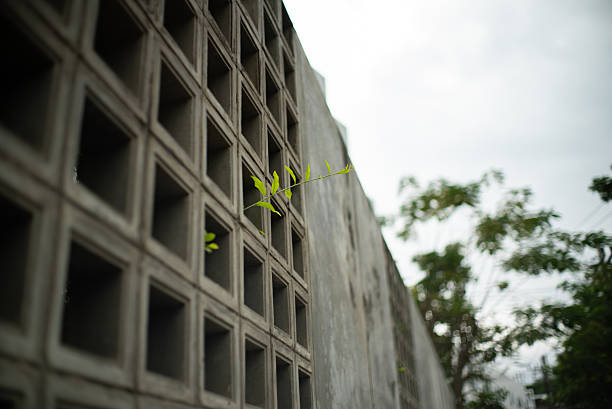 Green plant growing on concrete wall close-up.