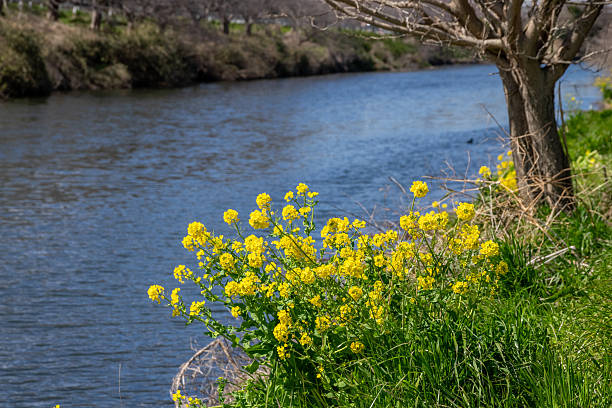 Yellow blooming flowers rapeseed under the blue sky.