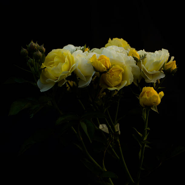 Close up yellow rose, detailed, isolated on black background