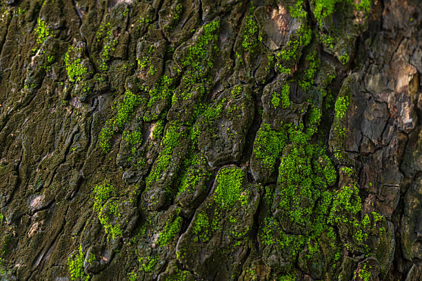 A high-detail, macro shot showcasing lush green moss flourishing in the deep crevices of ancient, dark weathered tree bark. This natural abstract background highlights organic textures, forest ecosystems, and the beauty of nature’s growth. Perfect for environmental, botanical, or background design themes.