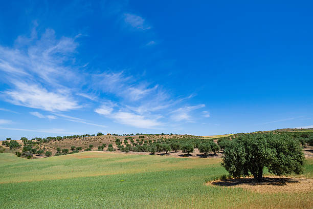 Agricultural fields in the Castilla–La Mancha